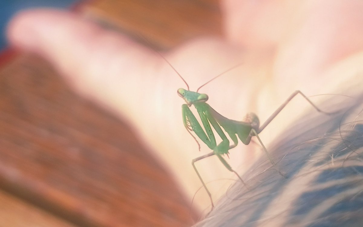 Matt 马特 tweet media