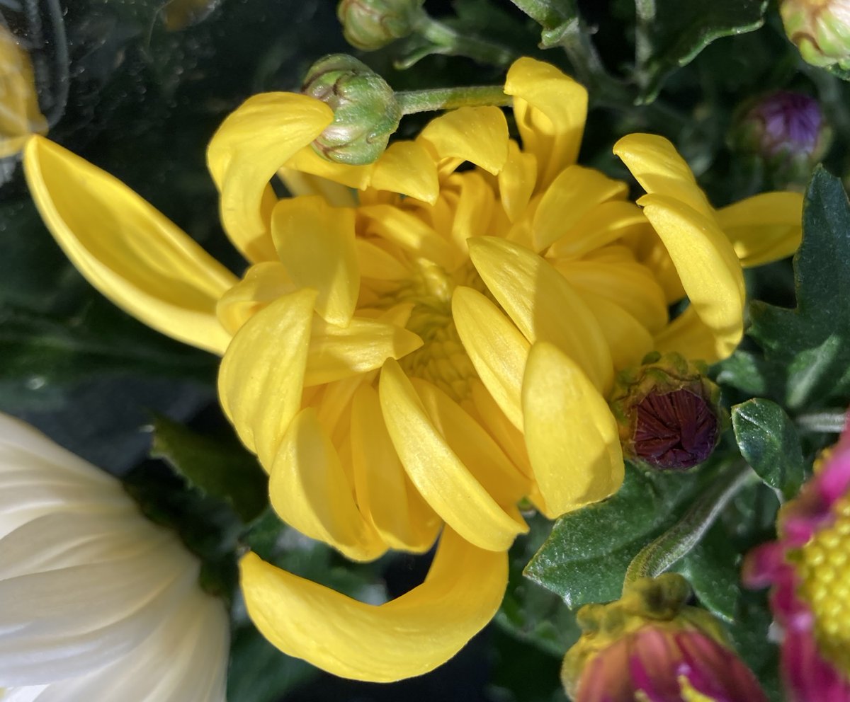 のりまる様 shima 2/4 New 2026 Kawasaki Ninja ZX-4RR ABS Lime Green