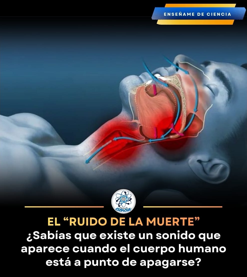 EnsedeCiencia's tweet image. 😱 Se le conoce como el “ruido de la muerte” y, aunque puede ser impactante de escuchar, la ciencia explica exactamente por qué ocurre.

En las últimas horas de vida, el cuerpo entra en un estado profundo de descanso.

Los músculos de la garganta se relajan y el reflejo de tragar…