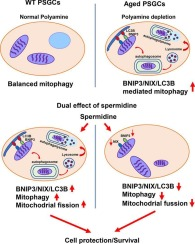 Aging Science News tweet media