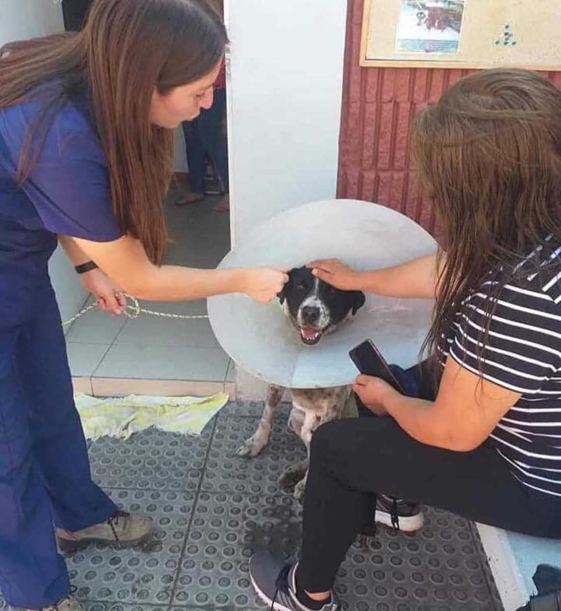 NikolayOCDC's tweet image. Un día como hoy, el 2 de enero de 2020, los habitantes de Antofagasta, Chile, organizaron una falsa protesta para un perro callejero llamado El Vaquita con el fin de engañarlo para que visitara a un veterinario.