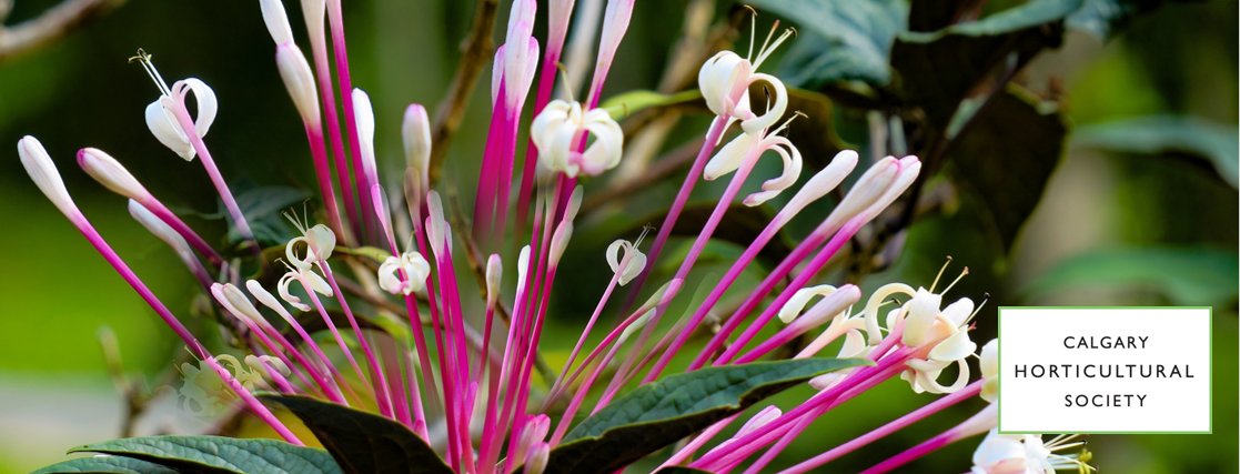 Calgary Hort Society tweet media