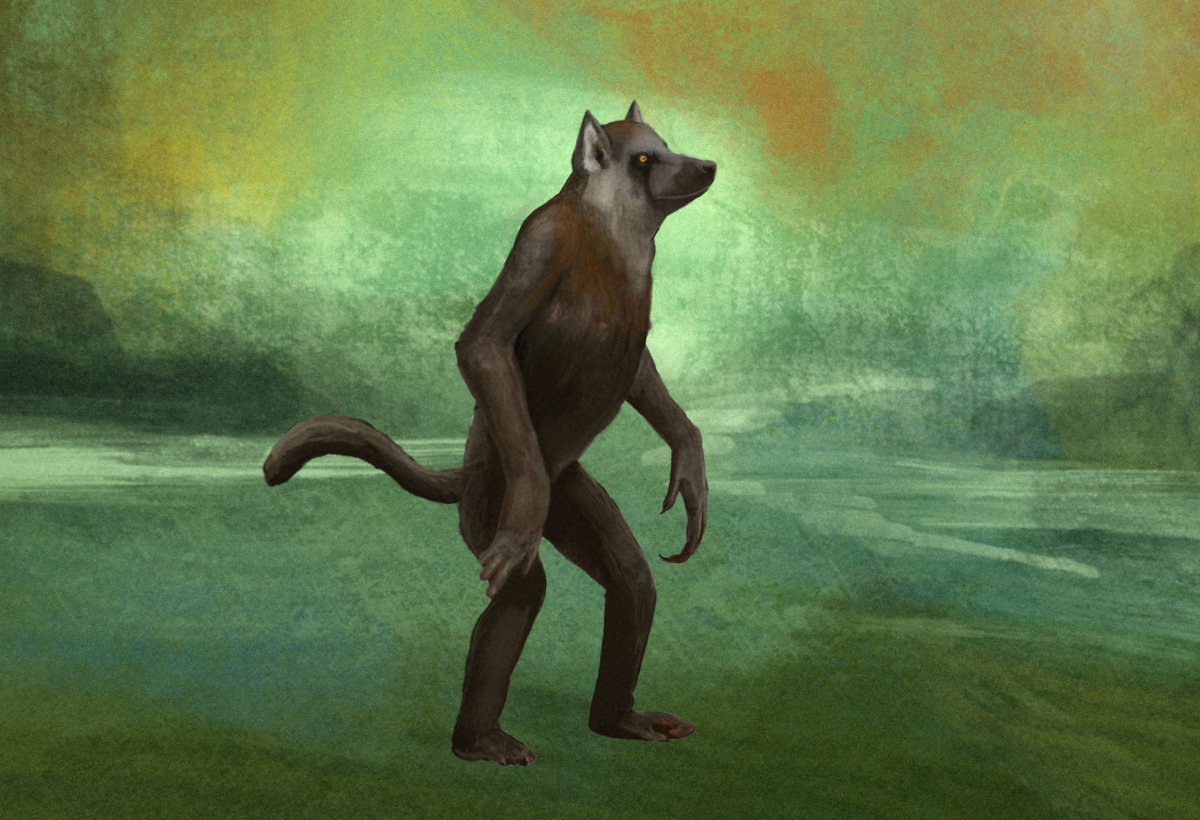 Svardeka's tweet image. A little brochette of art of my Falerkhan, werewolves of Kurumash

They are derived lemurs that evolved a more carnivorous diet due to the heavy caloric demands of their magic. They inhabit the temperate rain forest of europe and specialized in hunting primates