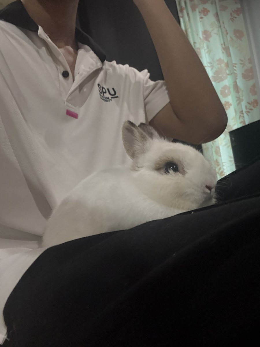 เมเปิ้ลลลลล