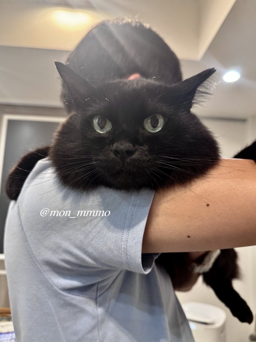もんちゃん (@mon_mmmo) / Posts / X