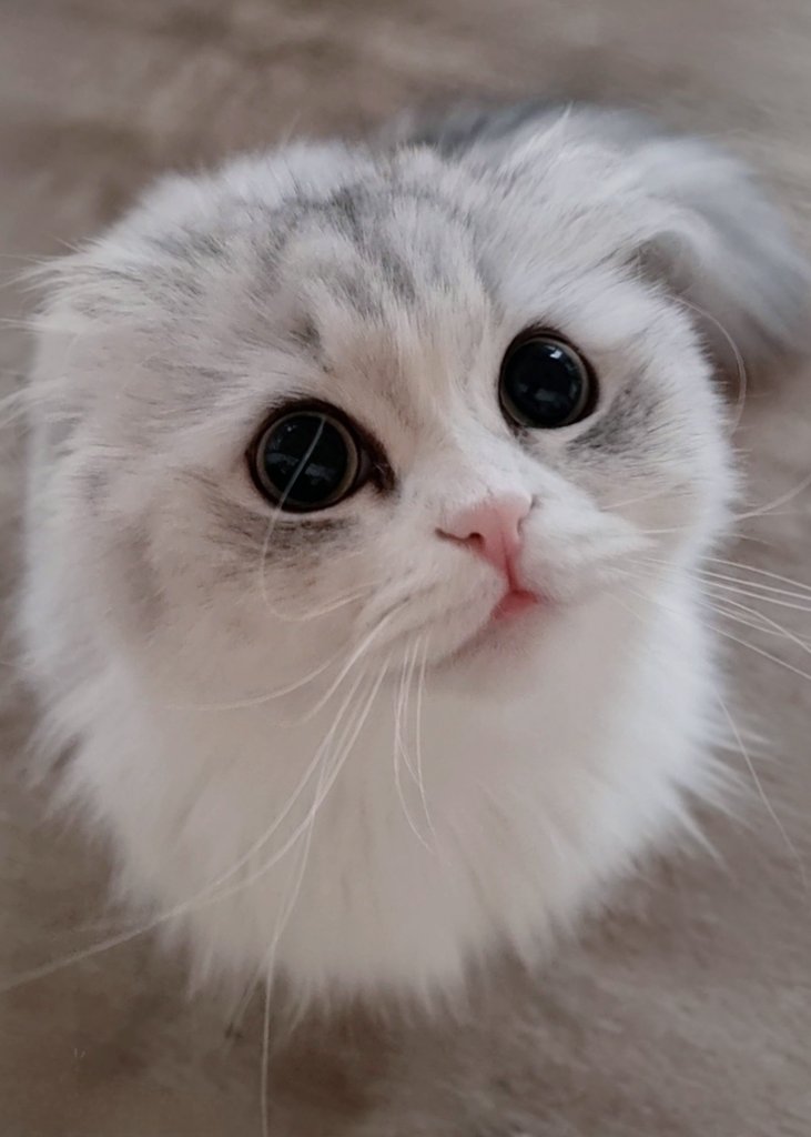 ネコ好き Amazon.co.jp: ネコ大好き！ すべてのネコ好きに贈るポップアップ