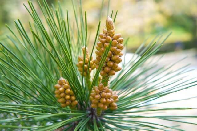 おはようございます
素敵な一日になりますように