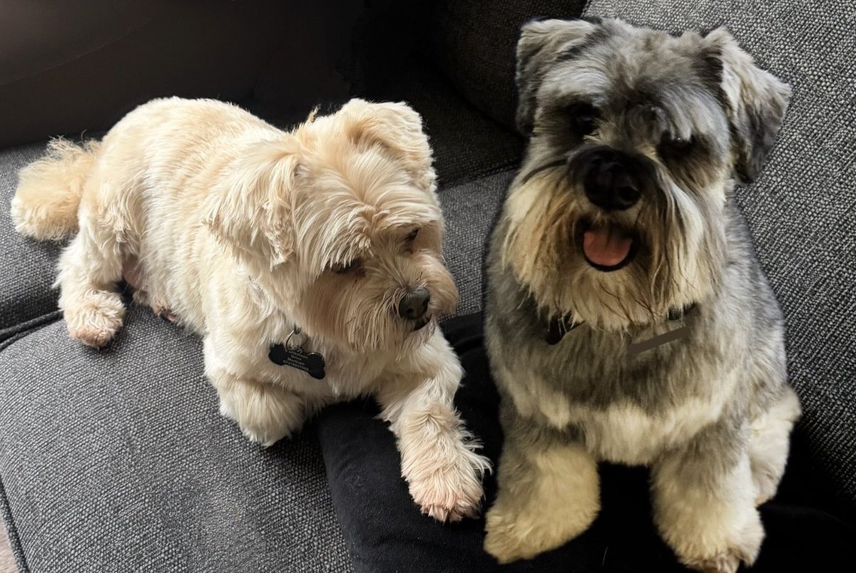 We had our trim today 🐶✂️