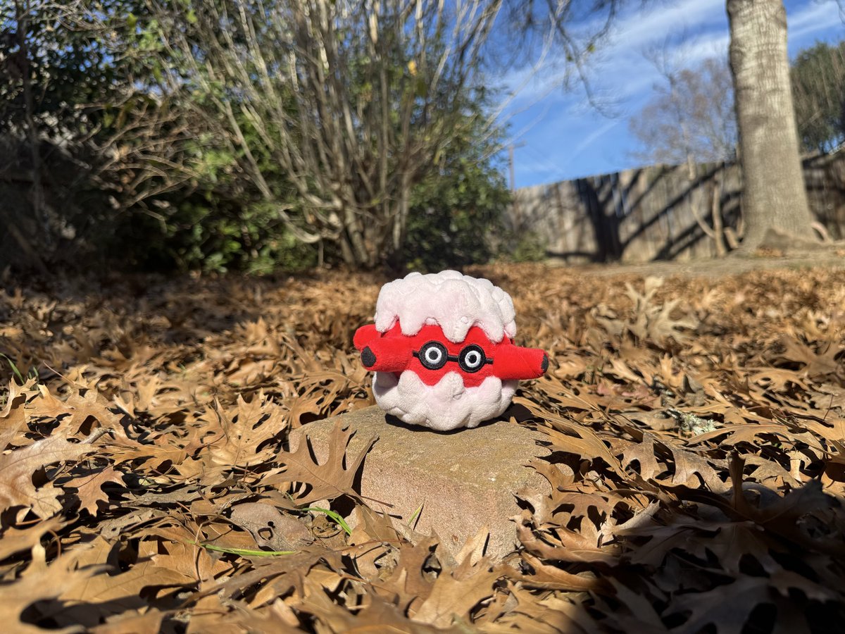 CradilyFanGoji's tweet photo. I found out the other day i have the largest sitting cuties collection in my friend group. They’re so delightful to take pictures of! Also i have a ton of bugs,  but bug type isn’t my favorite type so i will need to collect more rock types. https://t.co/Tyqz5pZtNJ