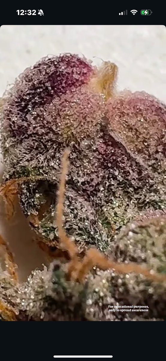 GREASi_Genetics's tweet image. CANDY YAMS (ro93 x Runtz s1)