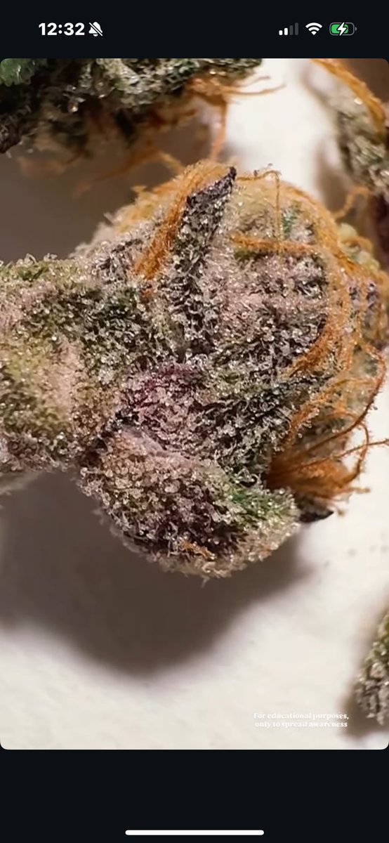 GREASi_Genetics's tweet image. CANDY YAMS (ro93 x Runtz s1)