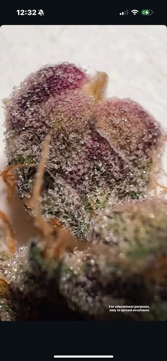 GREASi_Genetics's tweet image. CANDY YAMS (ro93 x Runtz s1)