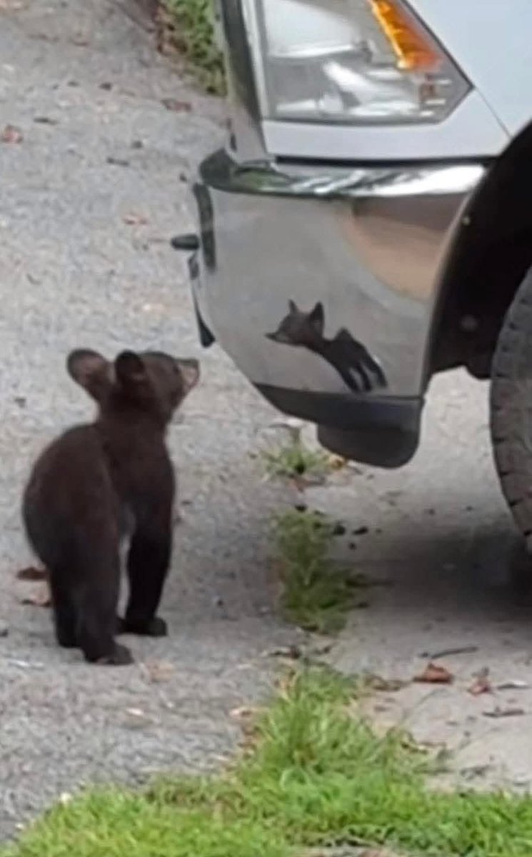 Animalesaprieto's tweet image. Koda live action