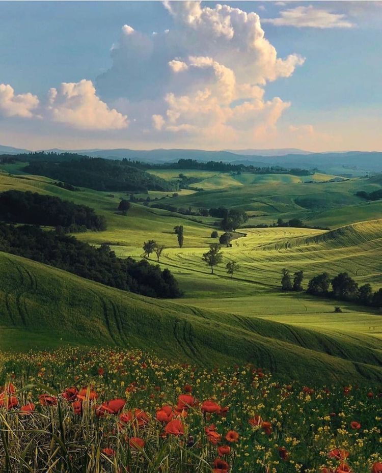 greenvibe's tweet image. 