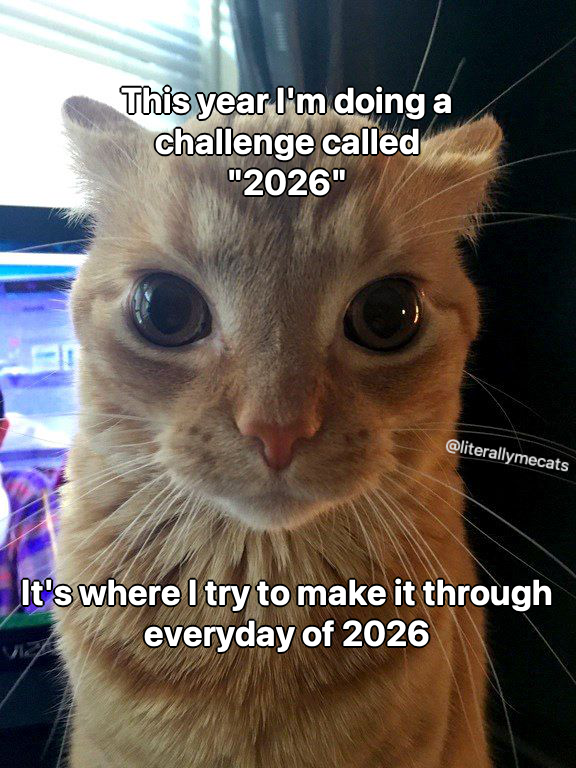 LiterallyMeCats (@literallymecats) on Twitter photo 