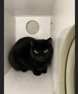 Hollywood Dogs tweet media