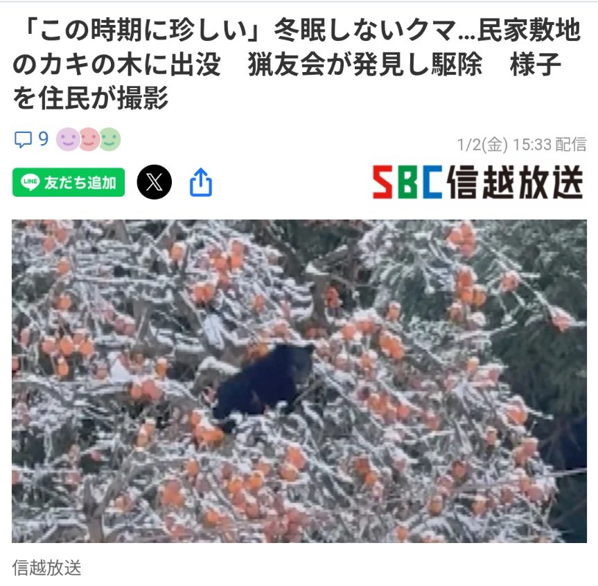 kumamoriBranch's tweet photo. こんな寒空に空腹を満たそうとするこの子は約1年前に生まれ、今また母親と冬ごもりするはずだった子ですよ。なぜ母親がいないのかなぜ冬眠していないのか。皆さん分かっているでしょうに。

2日長野県飯山市の住宅敷地内に柿の木に登っていた50cmのクマを射殺
冬眠しないクマ
https://t.co/ofxn4X8M38 https://t.co/bDa14rZ31X