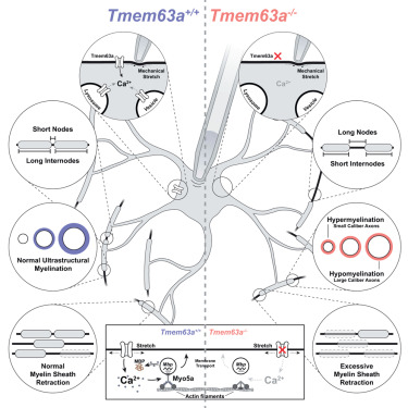 Neuron tweet media