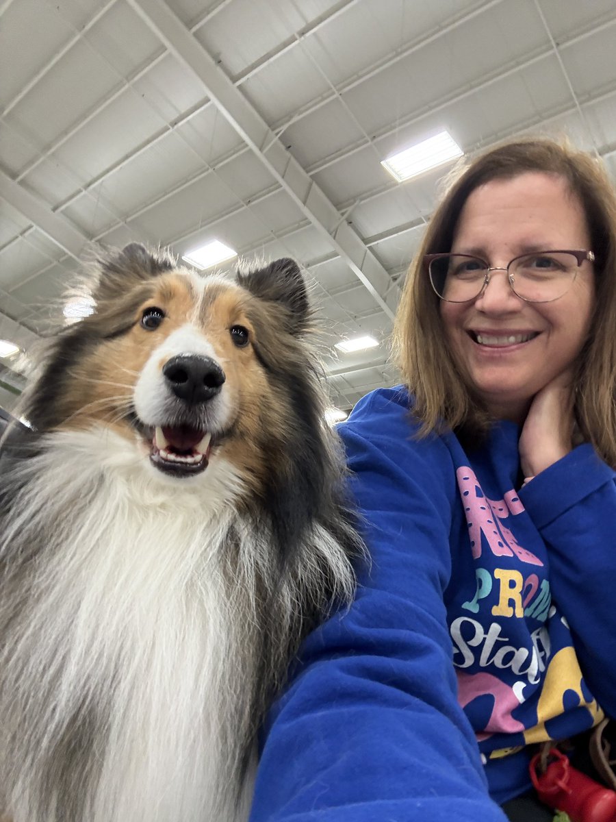 Sammy the Sheltie tweet media