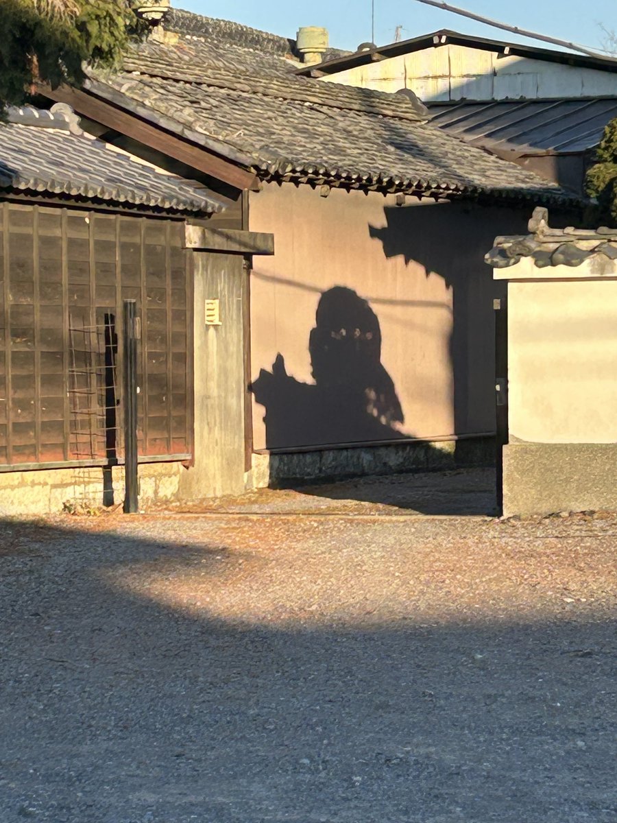 shakebenblog's tweet image. 童話に出てくるような
オバケに見えたので……👻

と言ってもわからないか😅💦
丸い頭に目があるような影
ふむ🤔

ただそれだけ🤣
 #オバケ #影絵