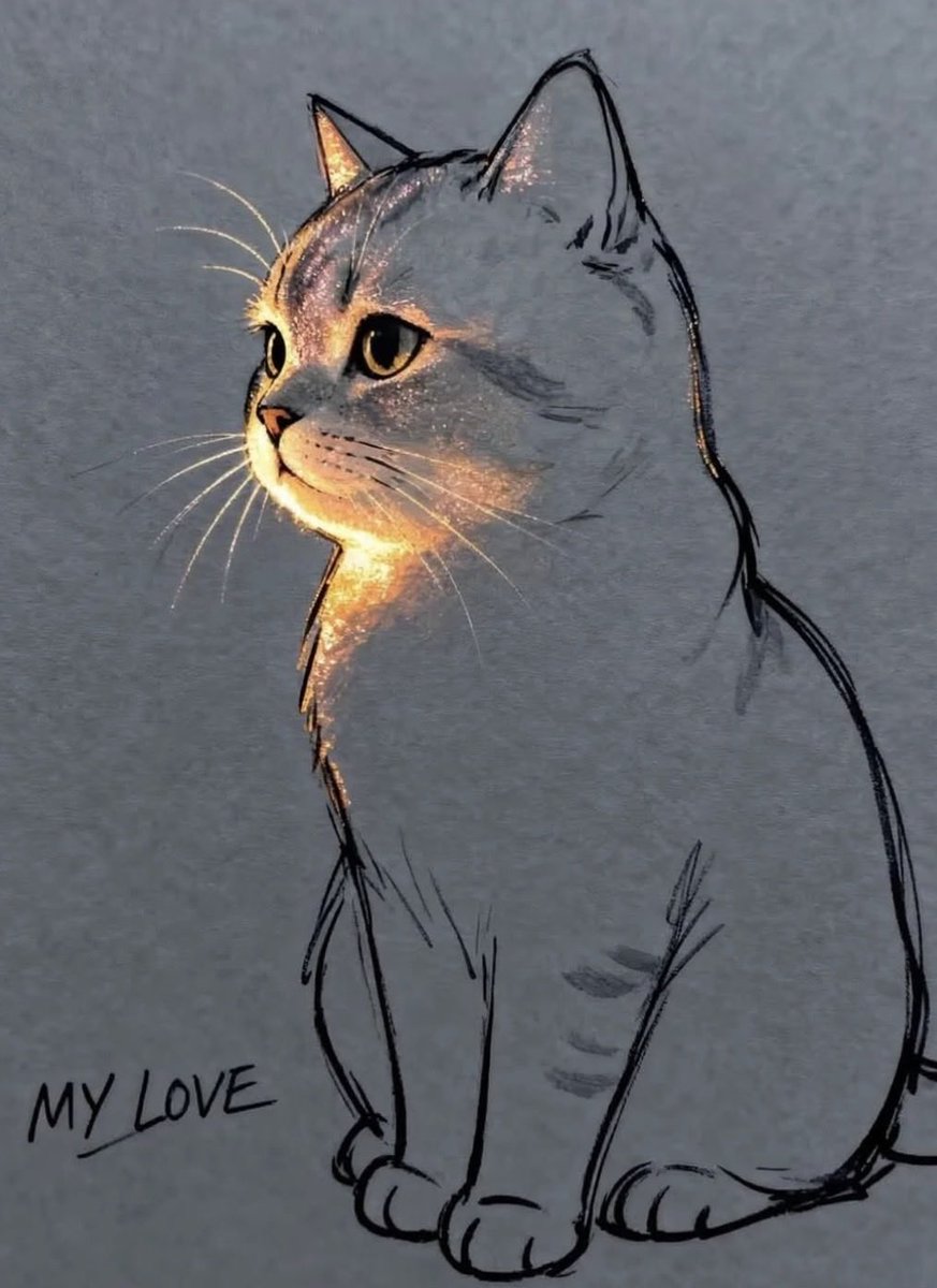 lined cats (@linedcats) on Twitter photo 