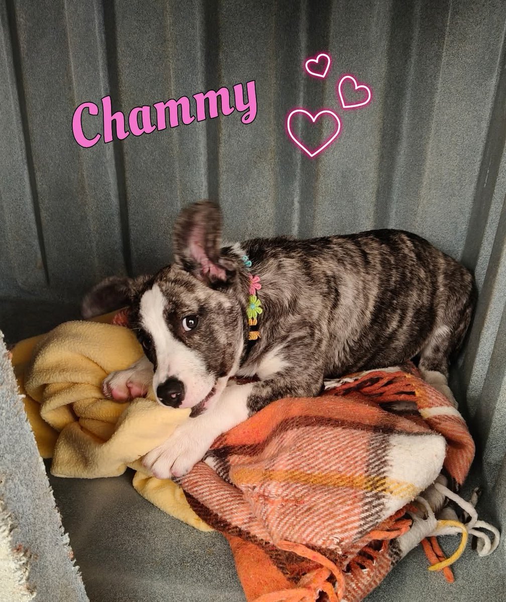 tiziana_55's tweet image. Ricevo da Enpa Sanremo,Lei è Chammy, una cucciola bellissima di circa 3 mesi, una futura tg media. 2 occhi dolci
che ti conquistano al primo sguardo😍socievole. Chammy
cerca una famiglia amorevole che le apra le porte di casa 🏡 e del cuore ❤️
Per appuntamento tel al 3496097295