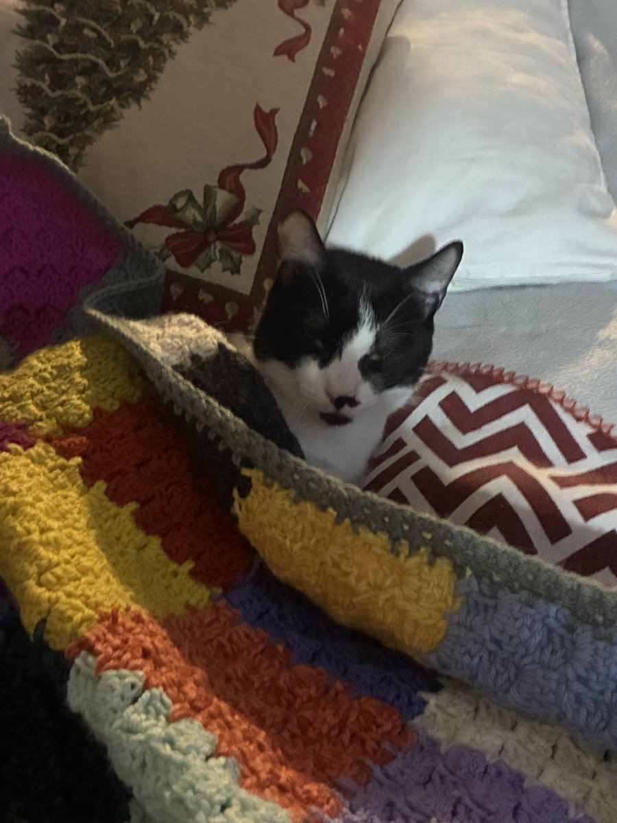 Pallino e’ piazzatissimo, sotto la coperta di <a href="/pettymagpie/">PettyMagpie🐦‍⬛</a>, non vorrà tornare più a casa sua, anche se c’è la stessa coperta❤️