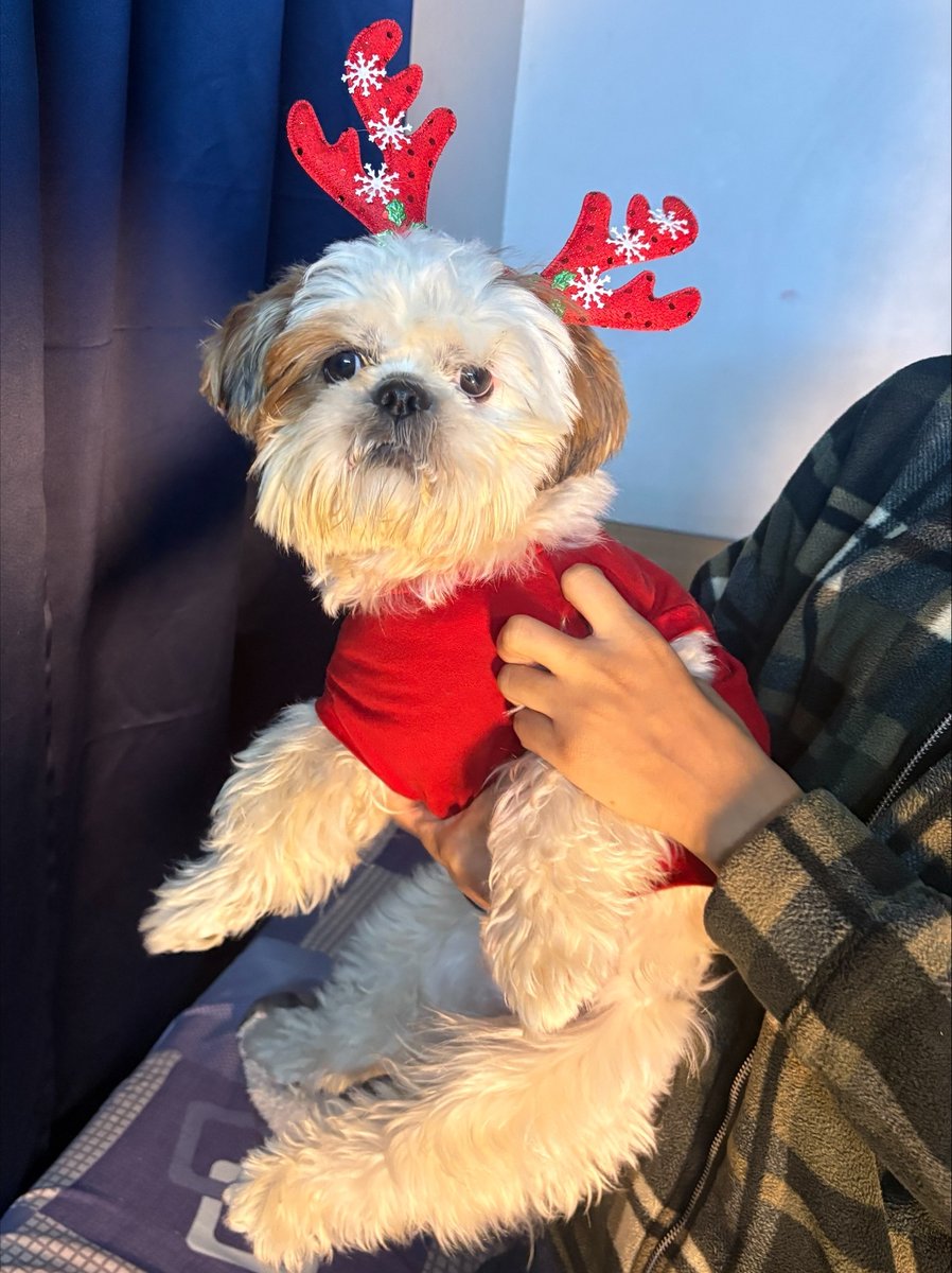 BalanceStaffCo's tweet photo. Okay, Christmas is over… but someone forgot to tell this festive little guy. 
💬 Now it’s your turn: Drop a photo of your pet in the comments.  We want to meet your furr-family!

#OfficeDog #HolidayVibes #PetsOfLinkedIn #NewYear https://t.co/S2Ug4vlp8F