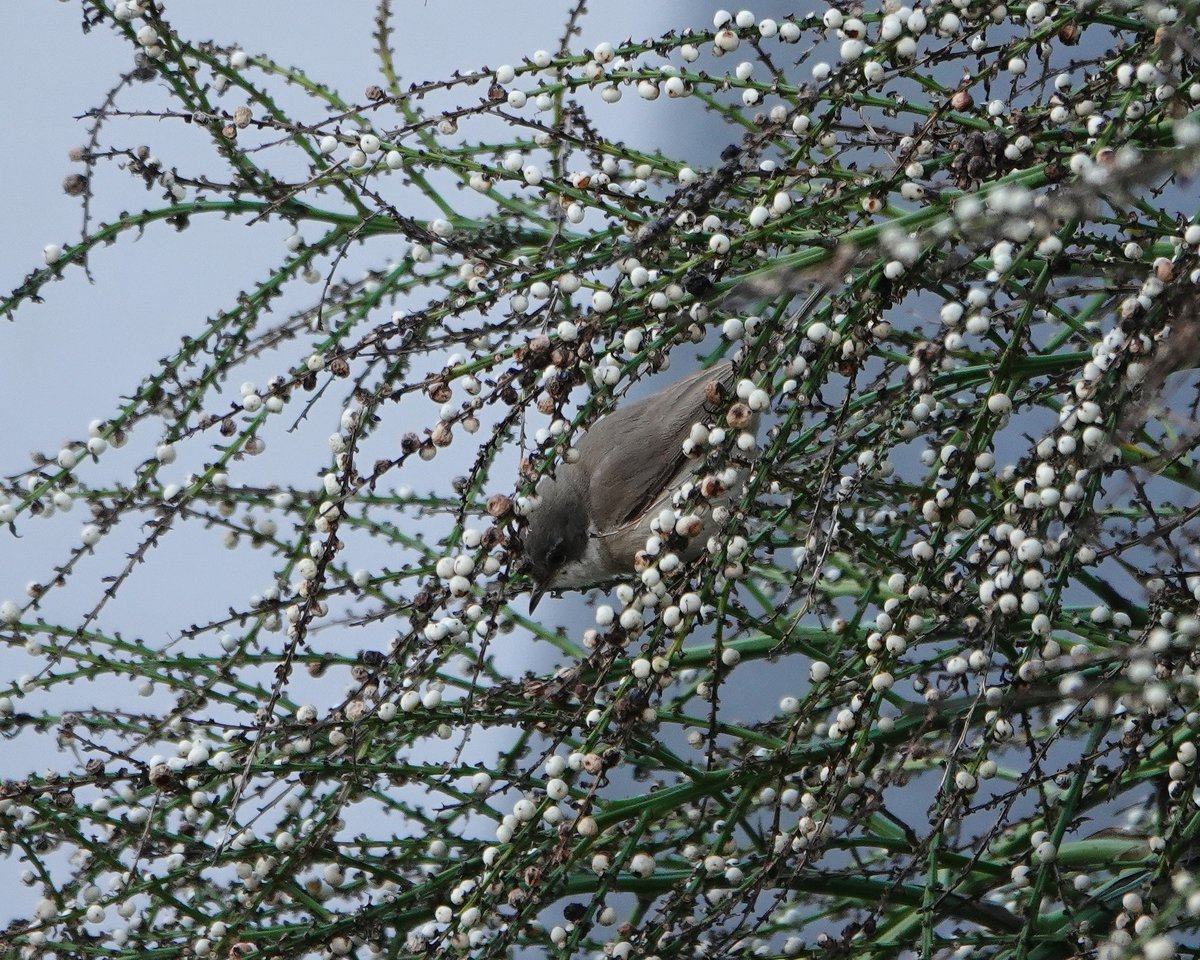 Dave Boult tweet media