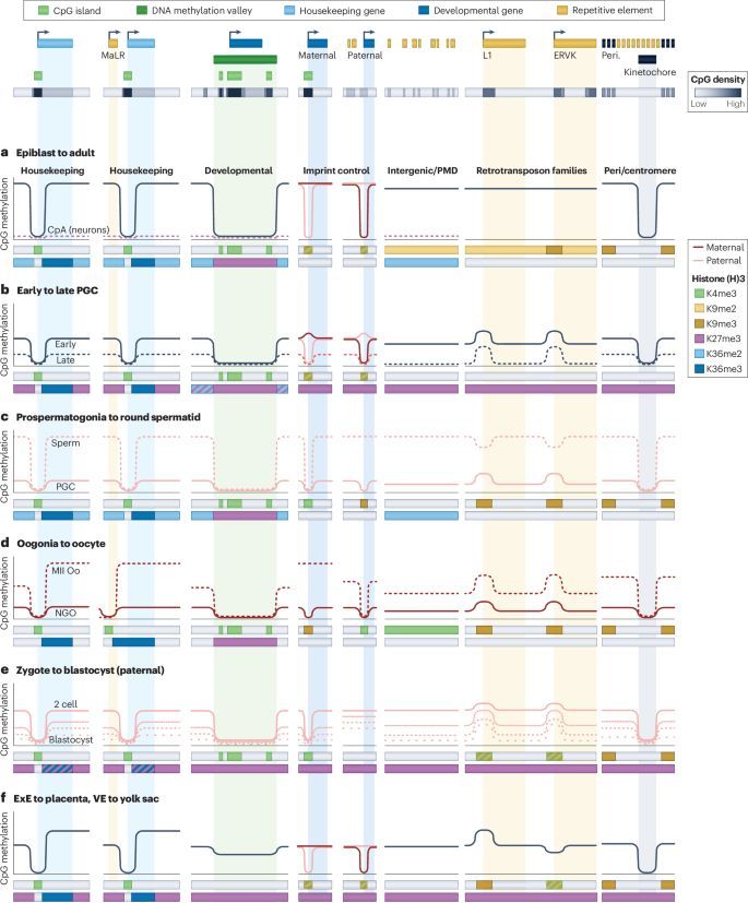 strnr's tweet photo. Review: DNA methylation in mammalian development and disease https://t.co/zEtHTvwSp0 (free: https://t.co/oqqG04KCFl) https://t.co/M97aSXExhy