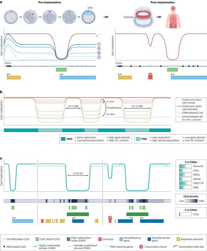 strnr's tweet photo. Review: DNA methylation in mammalian development and disease https://t.co/zEtHTvwSp0 (free: https://t.co/oqqG04KCFl) https://t.co/M97aSXExhy