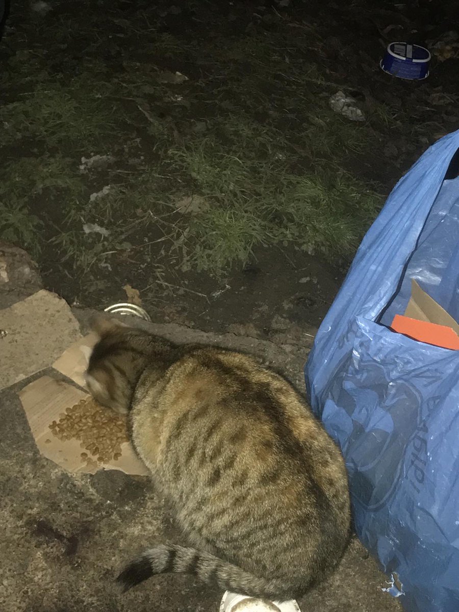 Вуличним котикам особливо важко взимку 
Сніг мороз ...
Нагодуйте дайте води пустіть погрітися в приміщення
А ще краще подаруйте дім