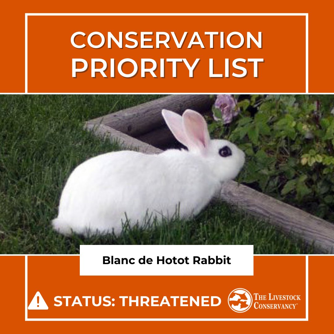 Meet the Blanc de Hotot Rabbit — a striking heritage breed with a pure white coat &amp; bold black eye markings.
Bred in France for meat and show, they are now listed as Threatened on The Livestock Conservancy’s Conservation Priority List.
🔗 livestockconservancy.org/blanc-de-hotot…
