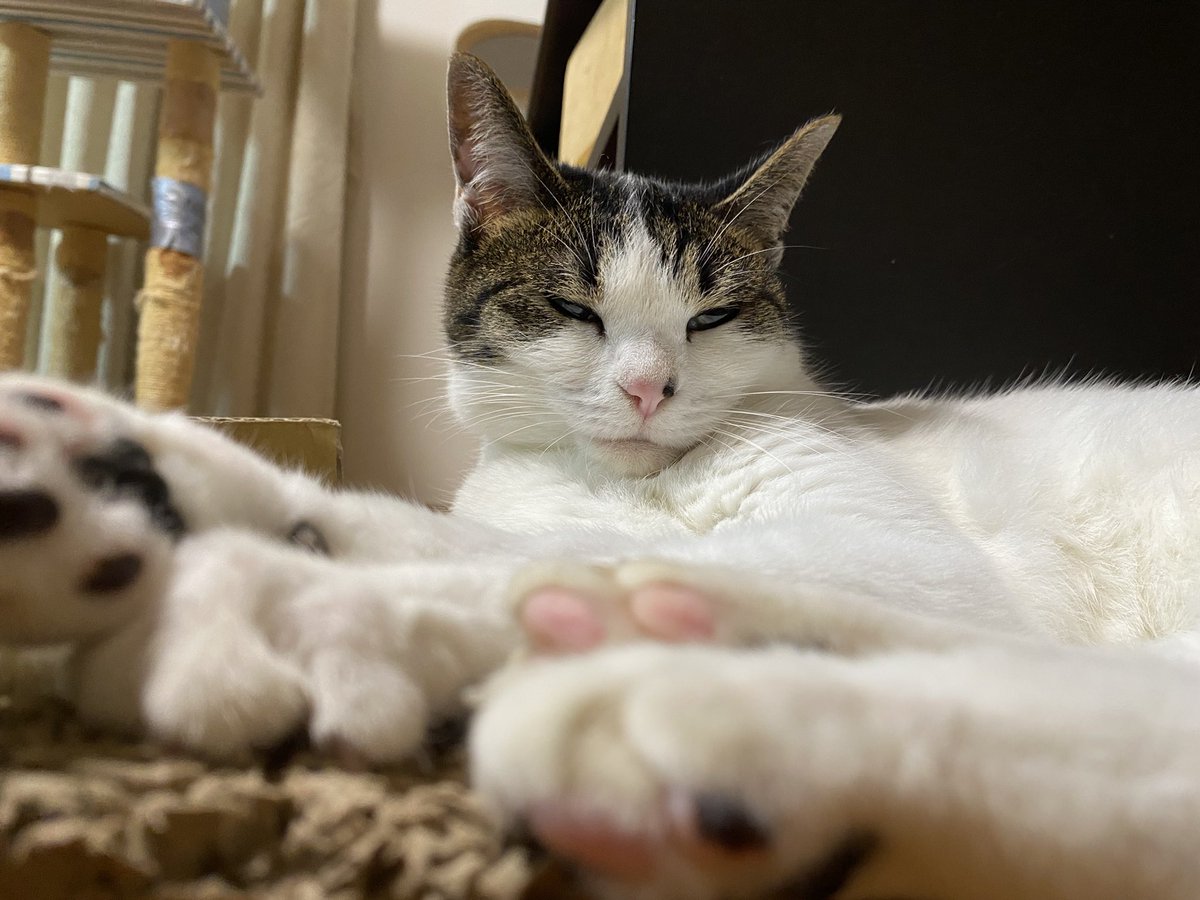 うさねこ (@rabbicat_neko) / Posts / X