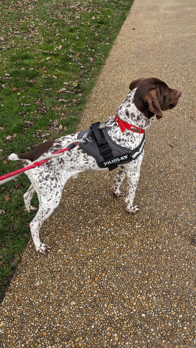 Né un 1er janvier abandonné vers Noël à  2 ans, Sauciflair 😚 semble marqué par le destin 😢
C'est un MAGNIFIQUE Braque 😍 qui mérite de trouver une famille aimante pour lui offrir les dépenses physiques et mentales dont il a besoin 🏃🐕
#AdoptDontShop 
#SPA #Gennevilliers
