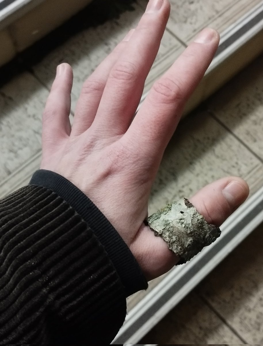 ProuteMaster's tweet image. Ai trouvé une écorce creuse en forme de bague qui me va parfaitement jme sens comme Cendrillon