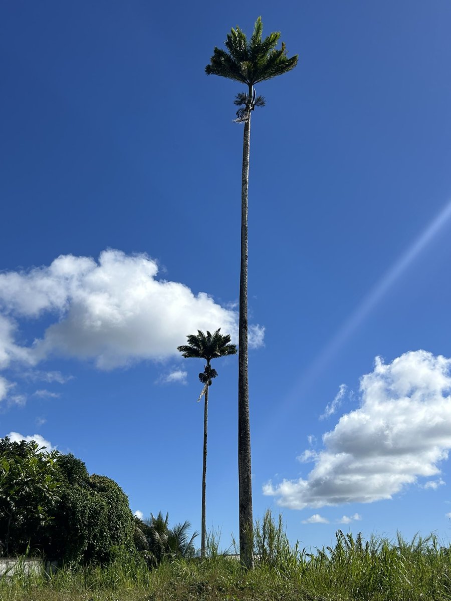 Catherine CONCONNE tweet media