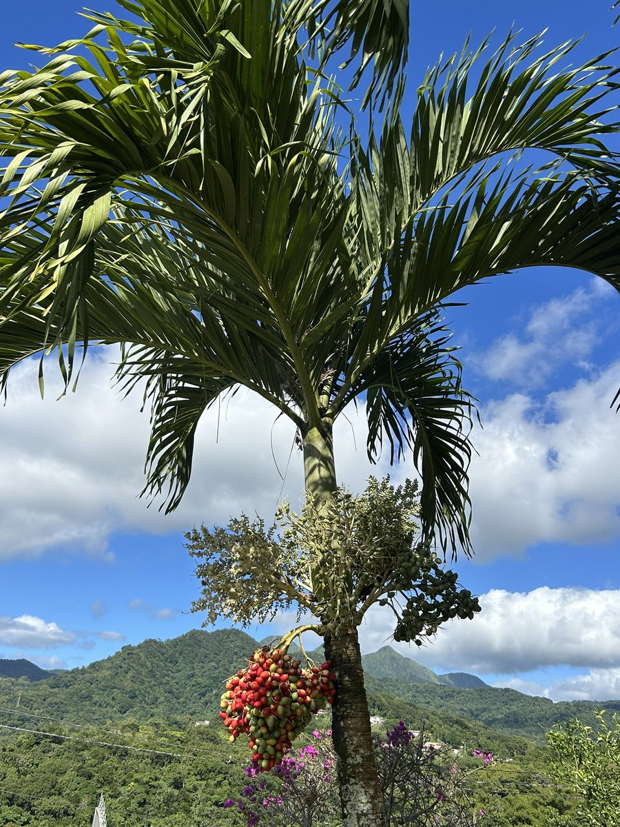 Catherine CONCONNE tweet media