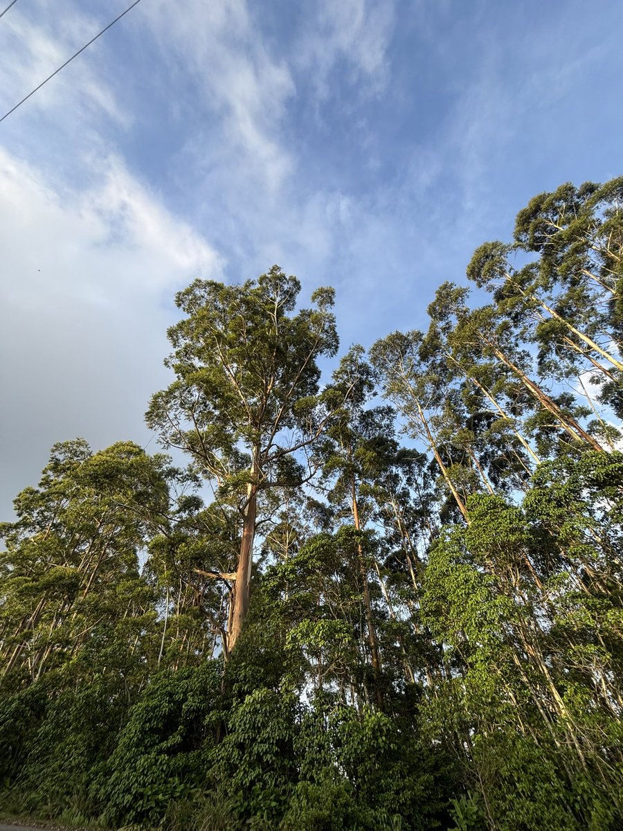 Kurlyaffair's tweet image. Bvumba is such a special place, I will keep returning….⛰️⛰️🇿🇼