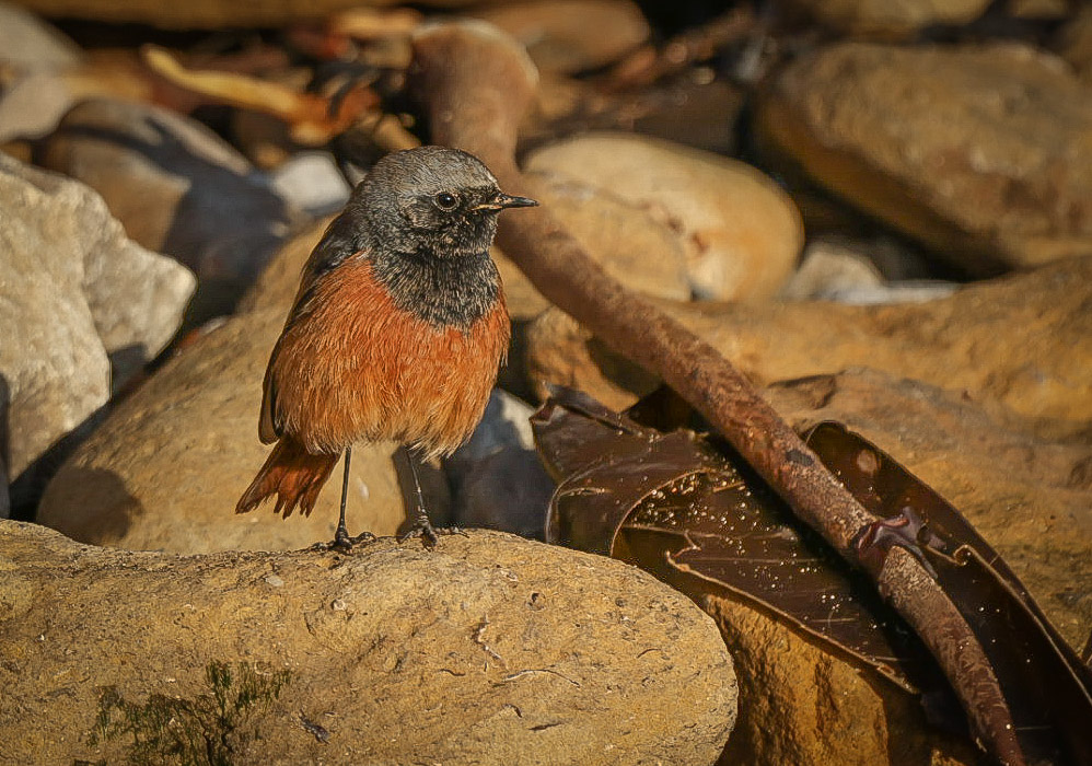 Dan Howe tweet media