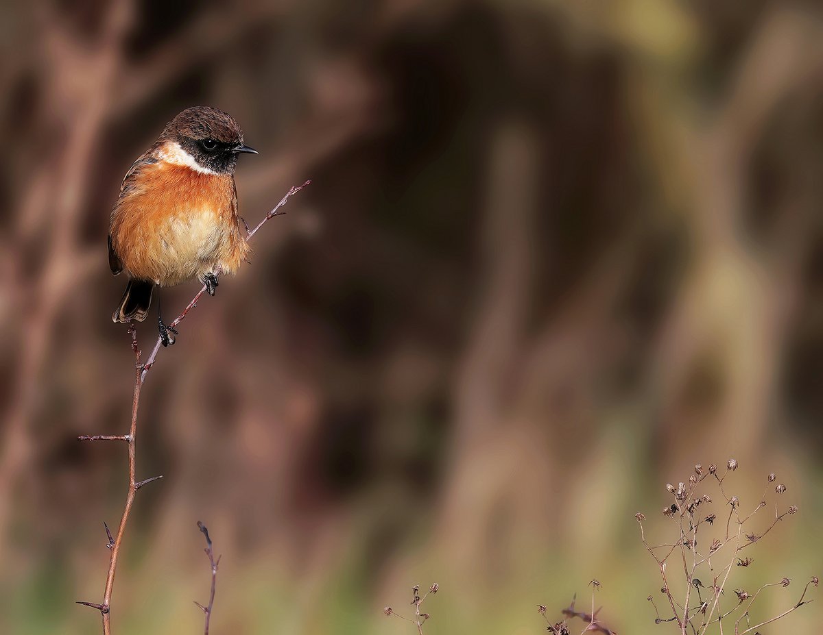 Stonechat, Gedling cp, Nottm
#wildlife #naturephotography #nature #photography #birds #naturelovers #birdsofinstagram #birdphotography #animals #travel #birdwatching