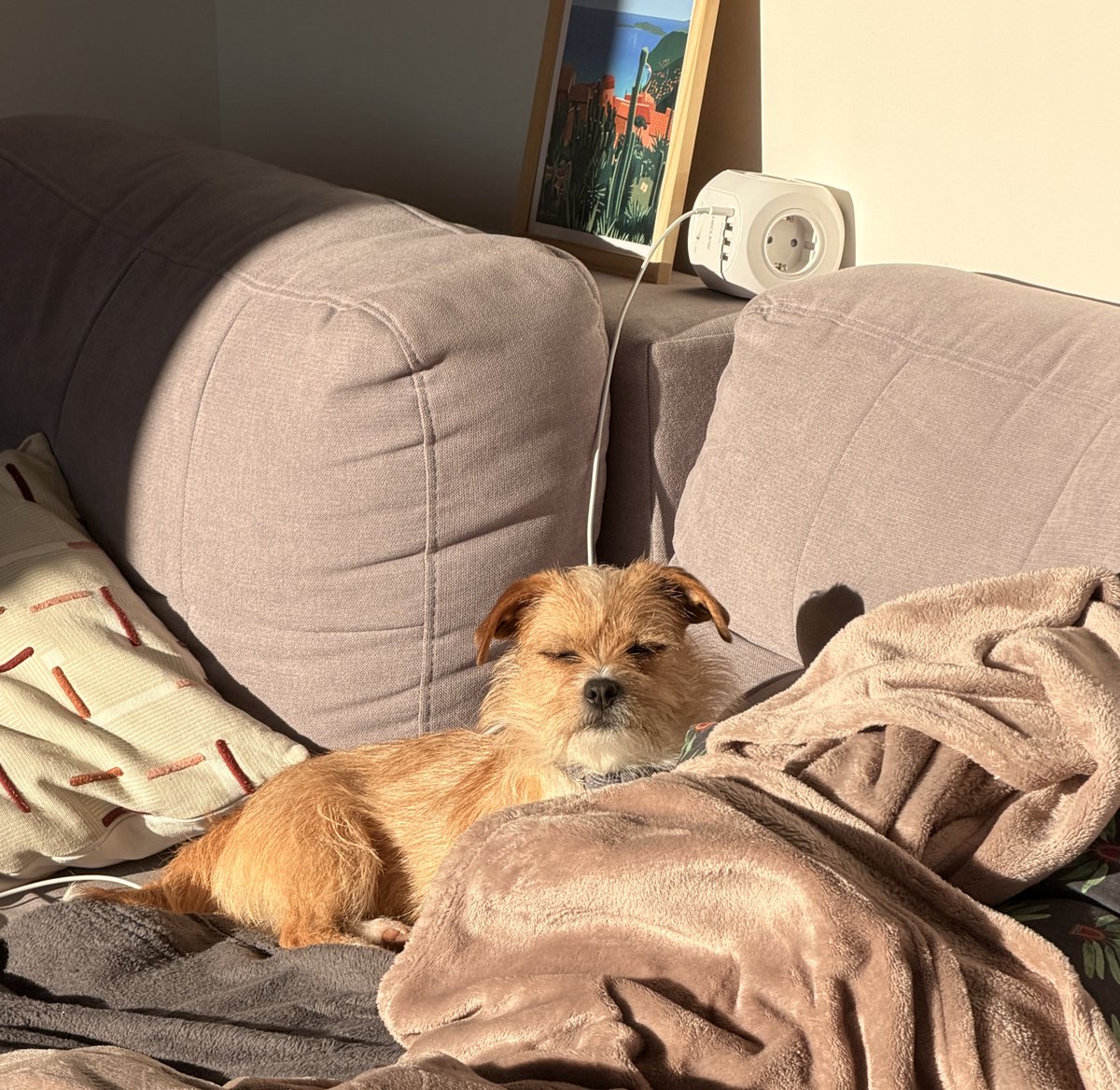 Честно, не знаю что с ней делать. Каждый день как мини разочарование и злость на приют..