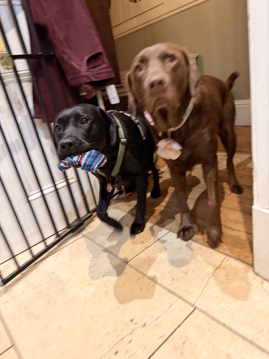 kwoade's tweet image. EMERGENCY SOCK DELIVERY 🚨🚨🚨