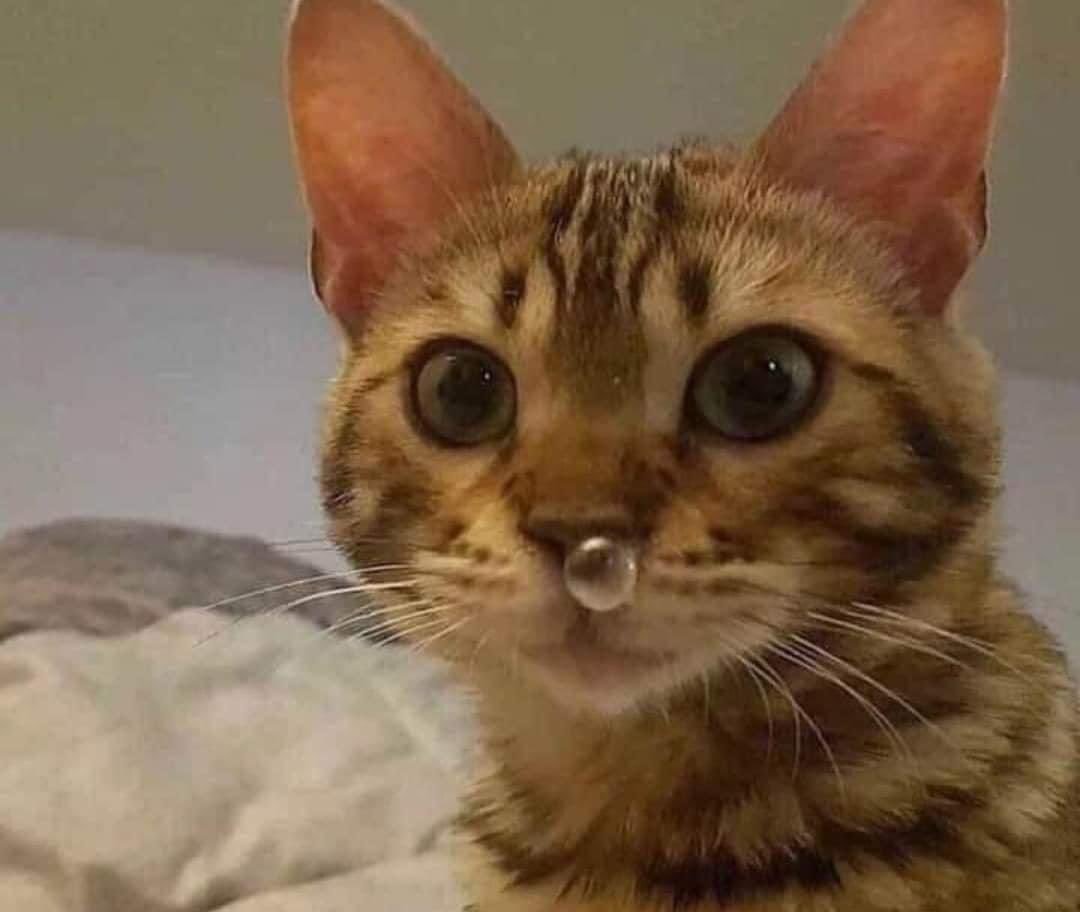 “Por un 2026 lleno de salud”  

Yo en enero: