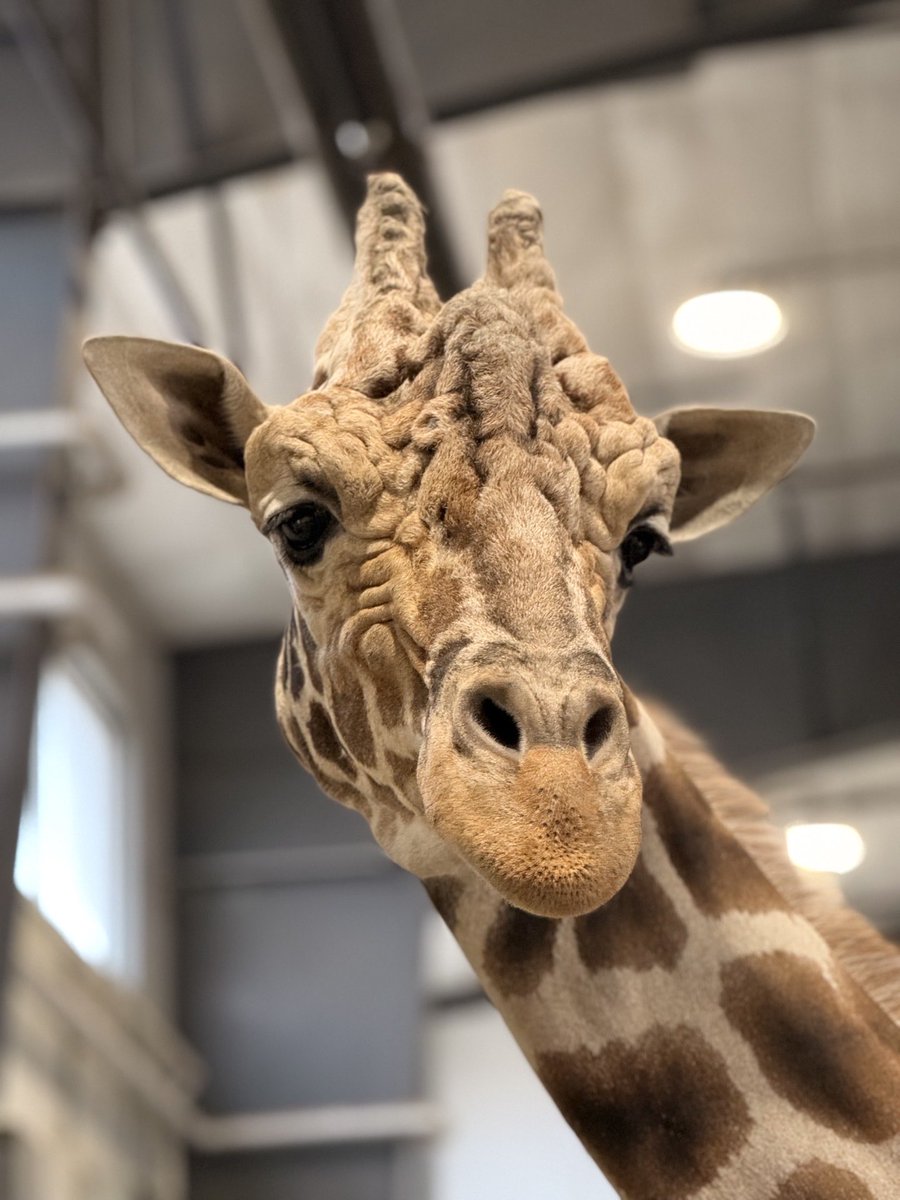 Topeka Zoo tweet media