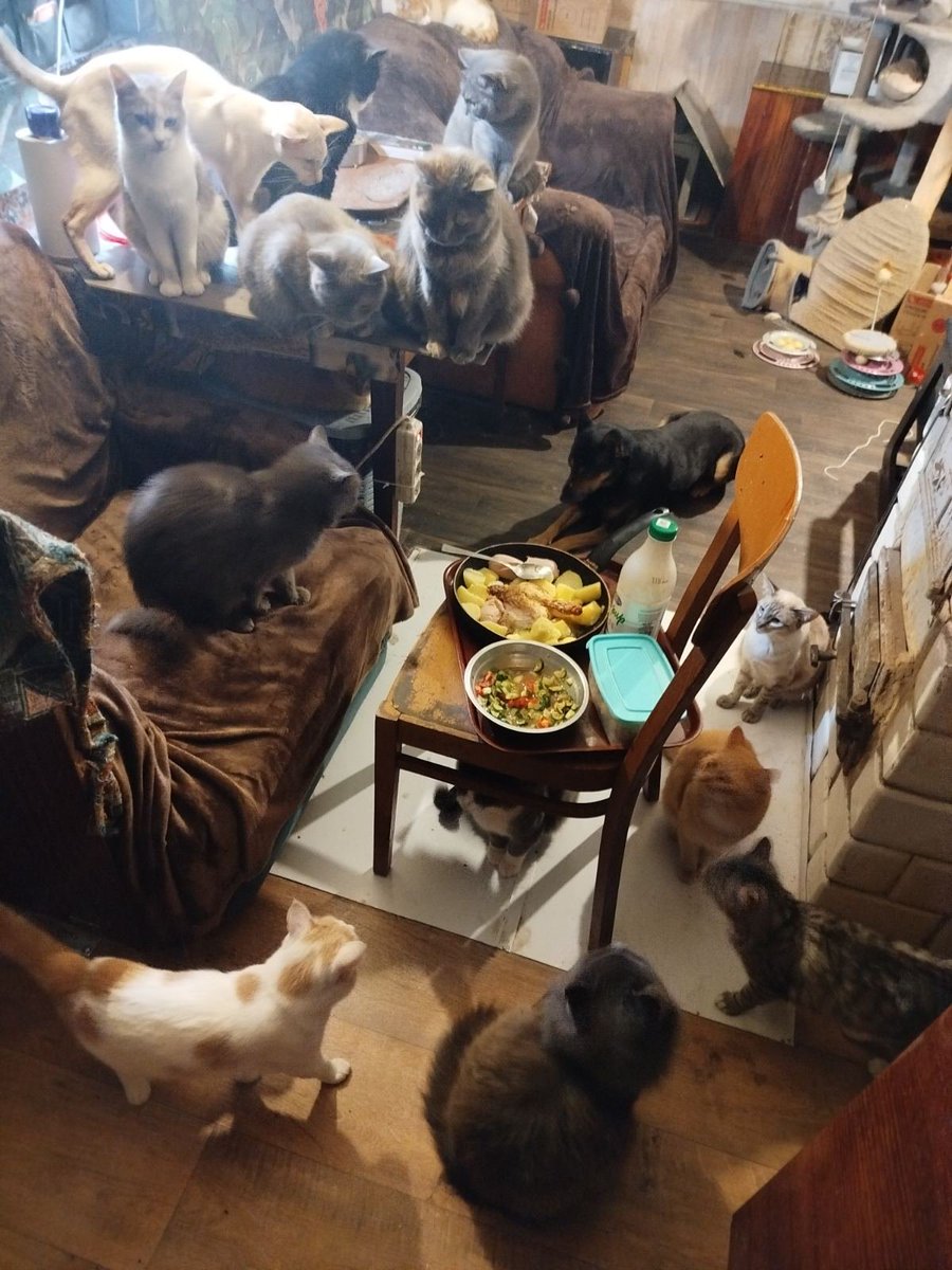 KotShurick's tweet image. Рискну показать вам картину Петиного ужина-все в кадр не поместились-собачки стоят немного дальше-но сколько влезло. Другого места  поесть у Пети в общем-то нет-в котокухне тоже полна коробочка.В лотке с голубой крышкой порезанный на кубики зельц-угощать котиков,чтобы дали поесть