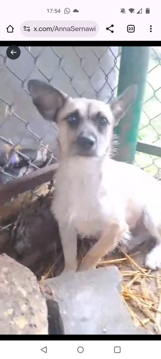 Paulusjaki's tweet photo. MELON❤️🐕💔🆘 https://t.co/RUluM6J245