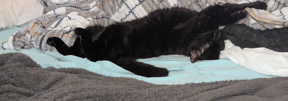 #שבתול #להחמיד_את_הפיד #פידחתולים