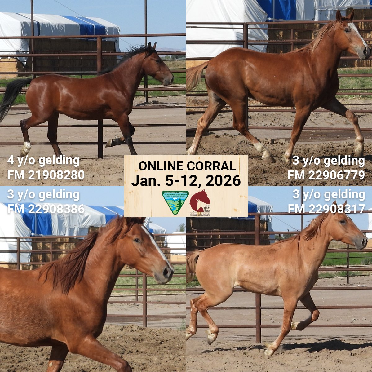 BLM Wild Horse & Burro Program tweet media