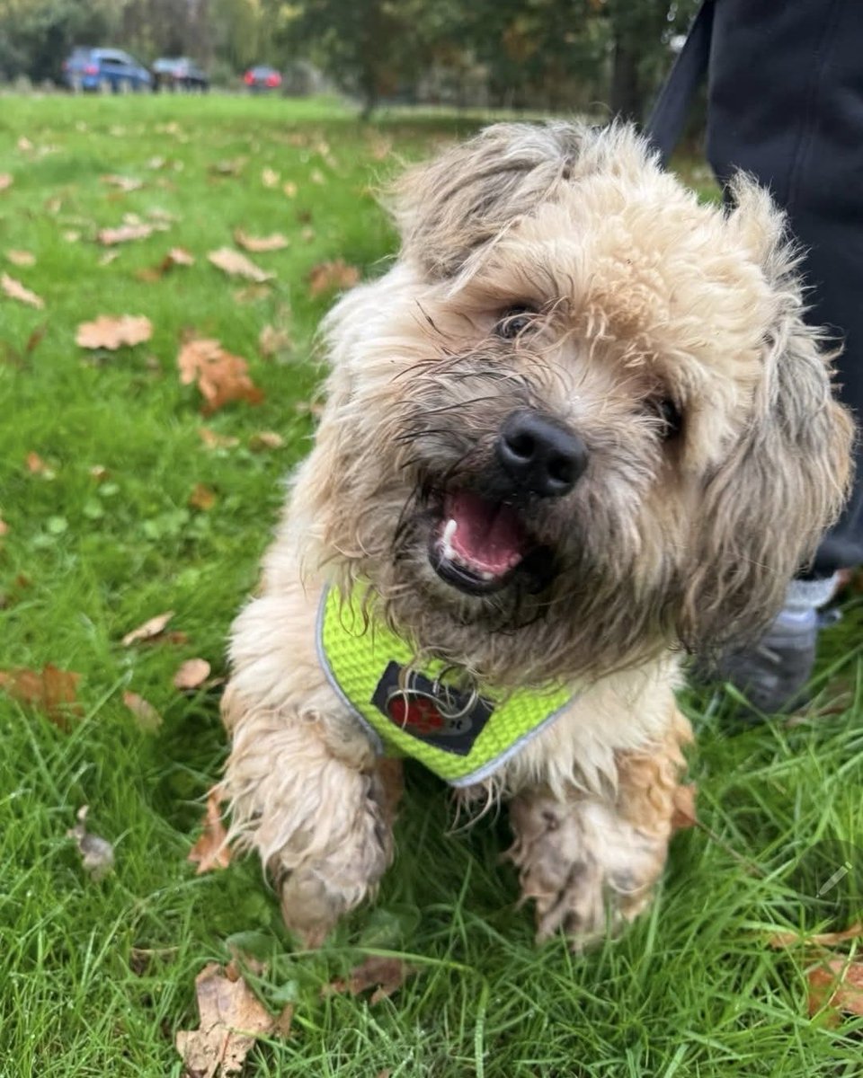 I was going to make a New Year's resolution to get adopted but it's too late.

Because I got adopted on the 31st!

Happy New Year everyone!

Love and Licks,
Aslan